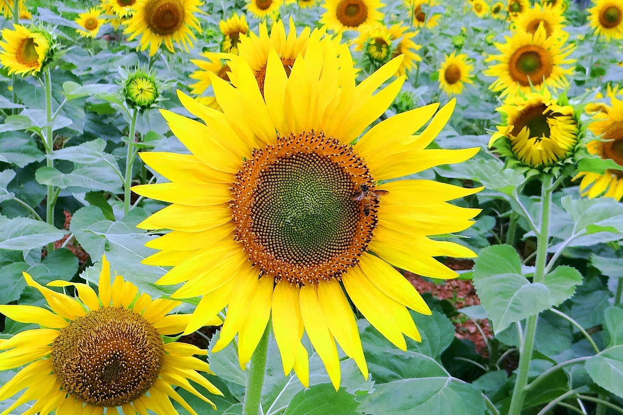 sunflower bee flower free photo