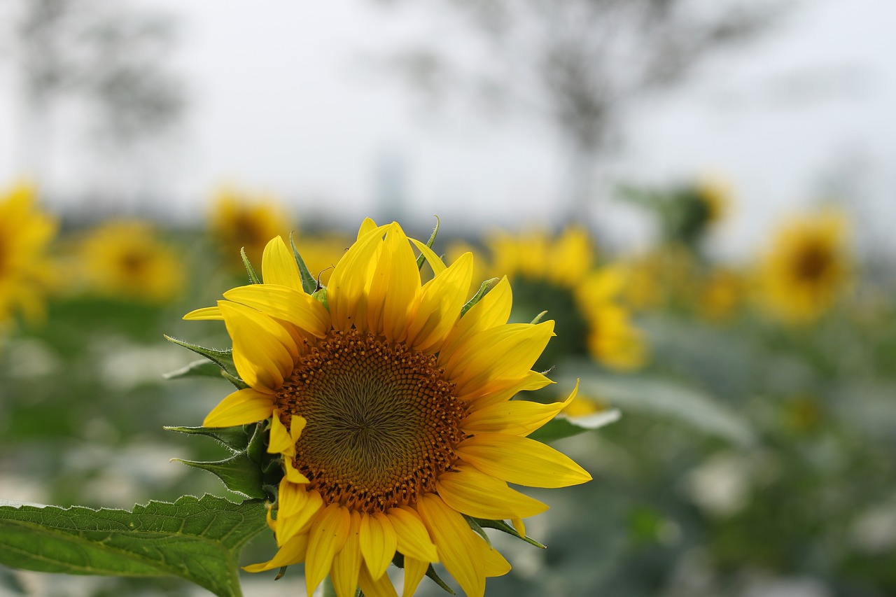sunflower green open country free photo