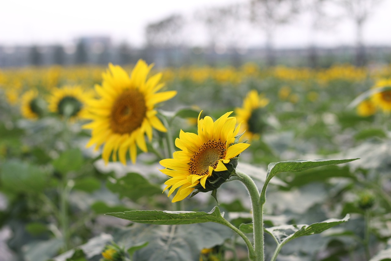 sunflower green open country free photo