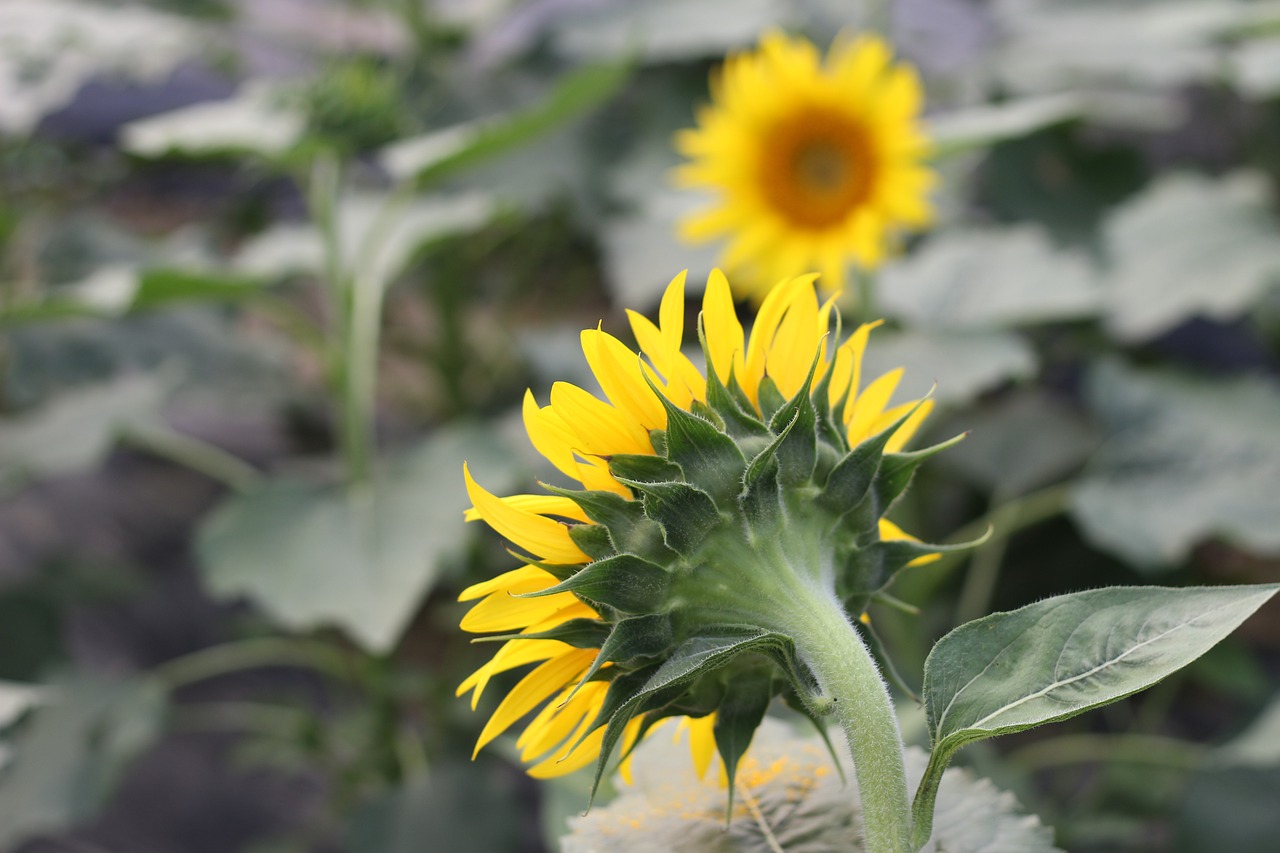 sunflower green open country free photo