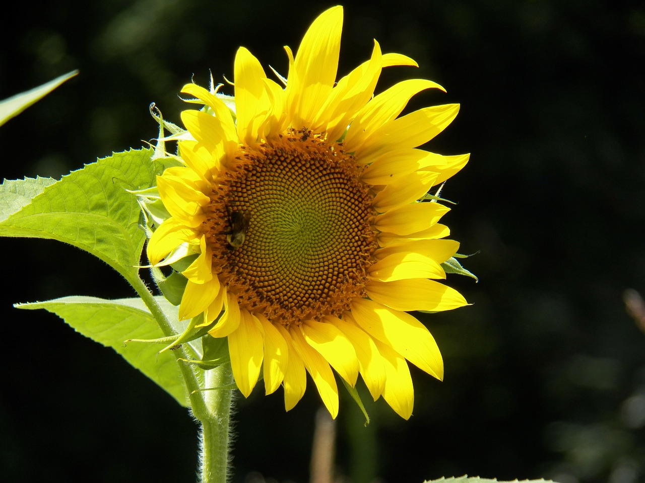 sunflower garden spring autumn free photo