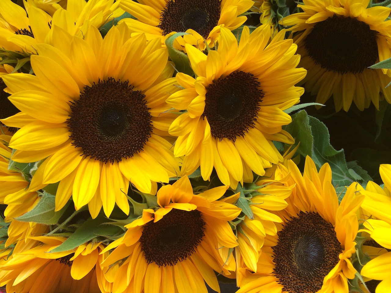 sunflower summer flower free photo