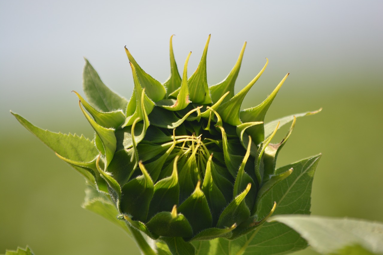 sunflower flora flower buds free photo