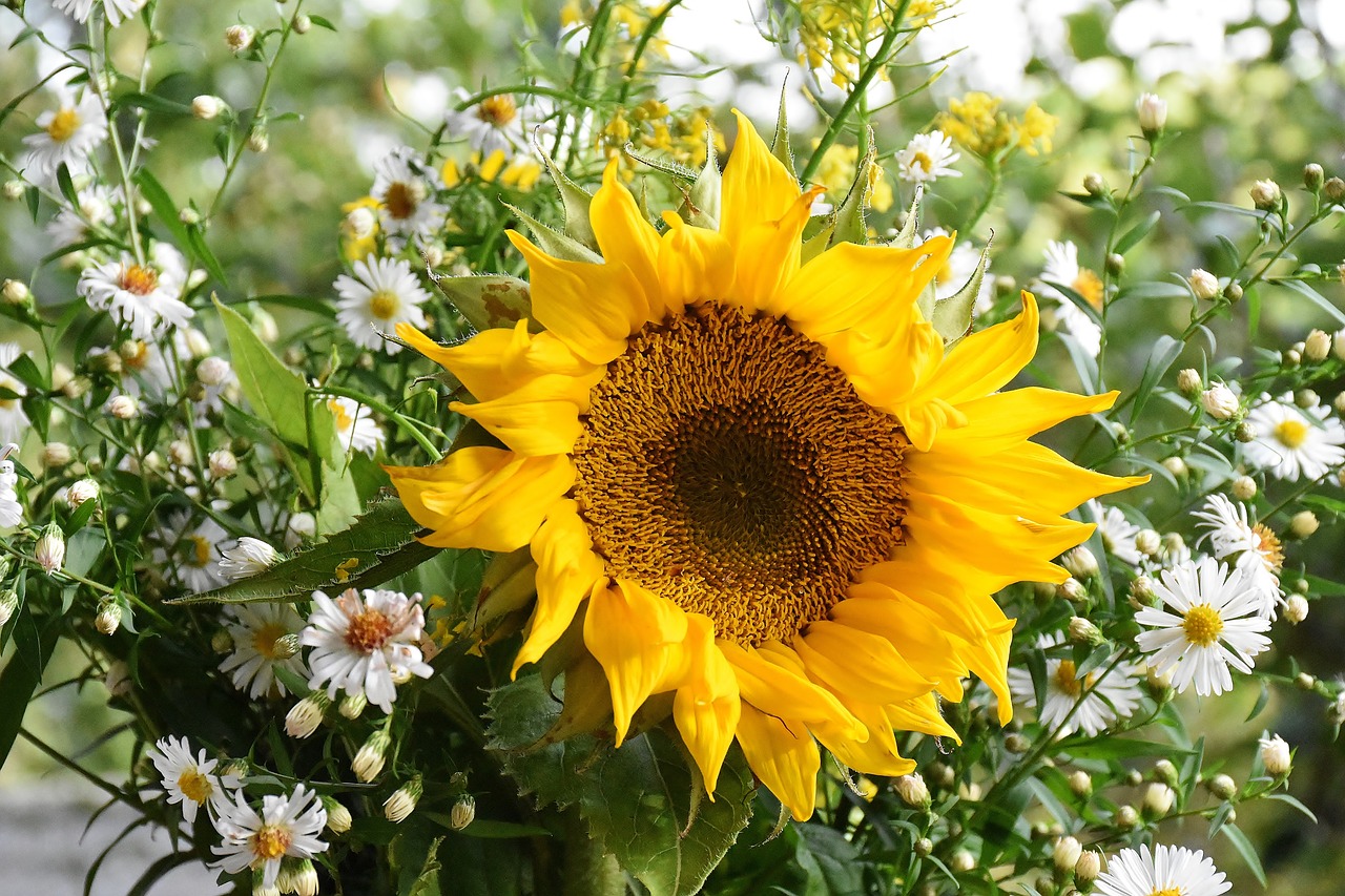 sunflower sun flower yellow free photo