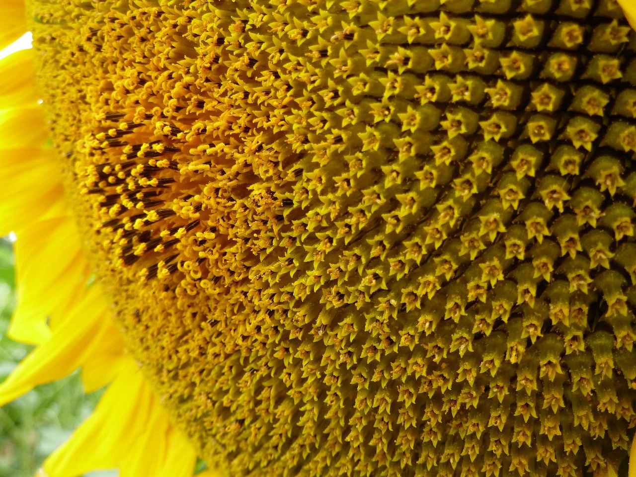 sunflower heart flower free photo