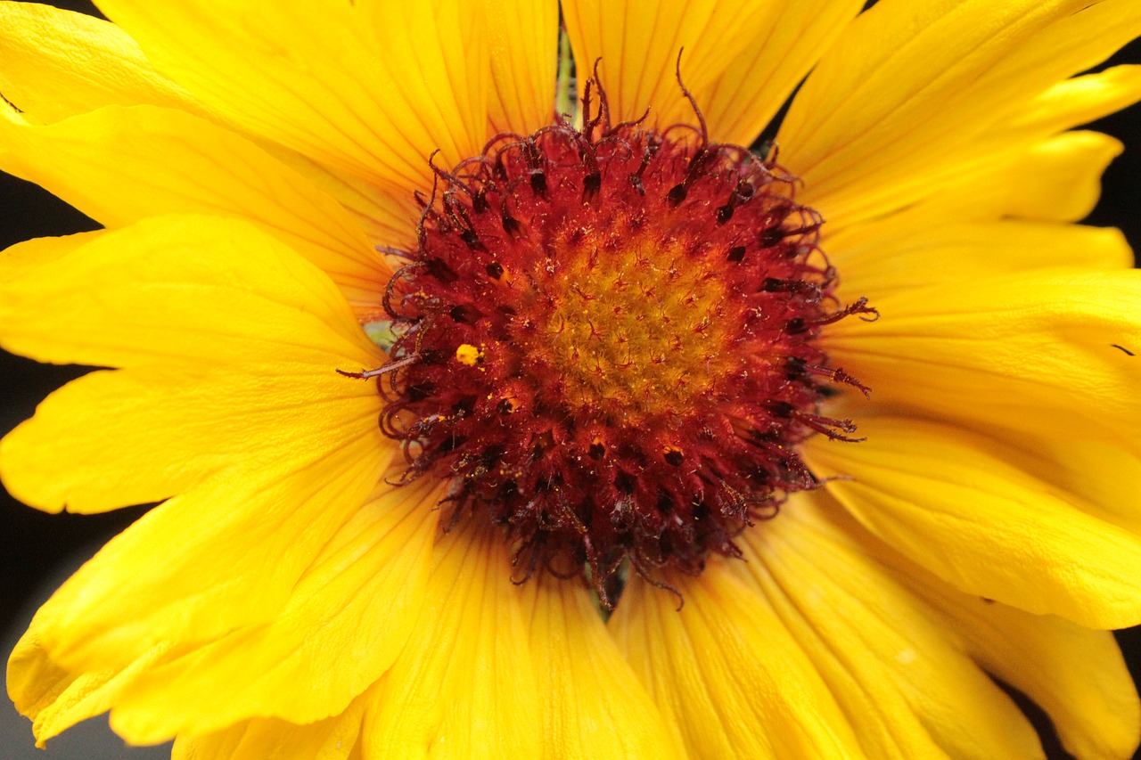 sunflower wildflower indian paintbrush free photo