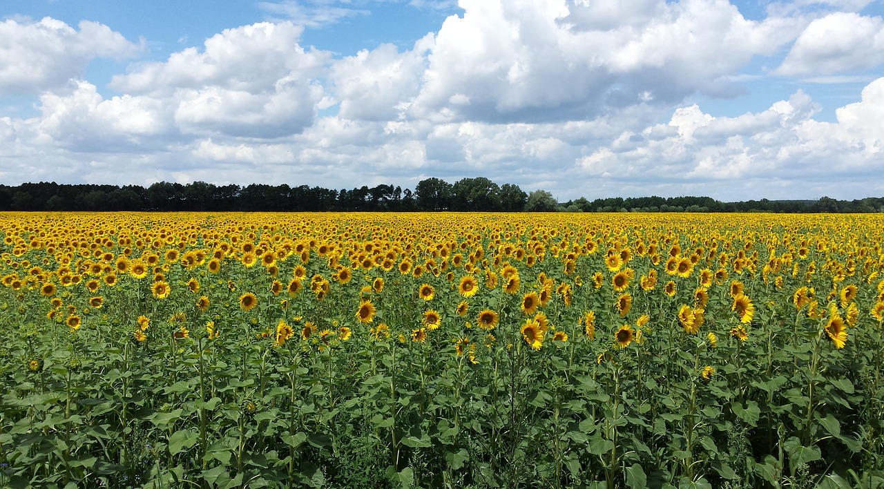 sunflower field summer free photo