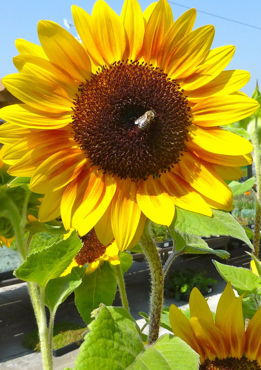 sunflower bee flora free photo