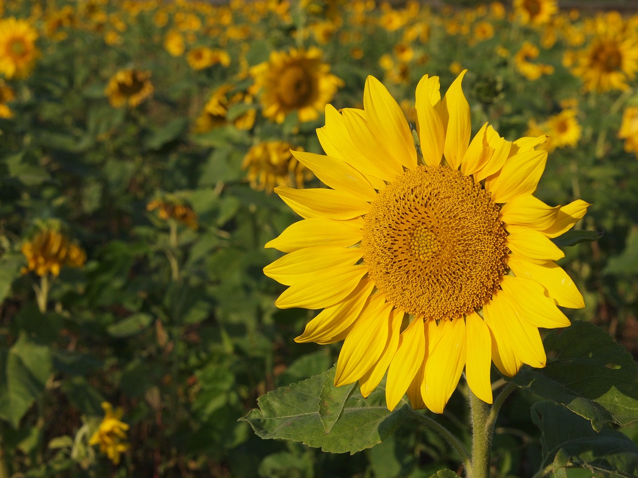 sunflower yellow sunny farm free photo