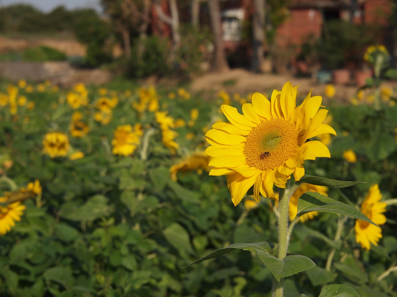 sunflower yellow sunny farm free photo