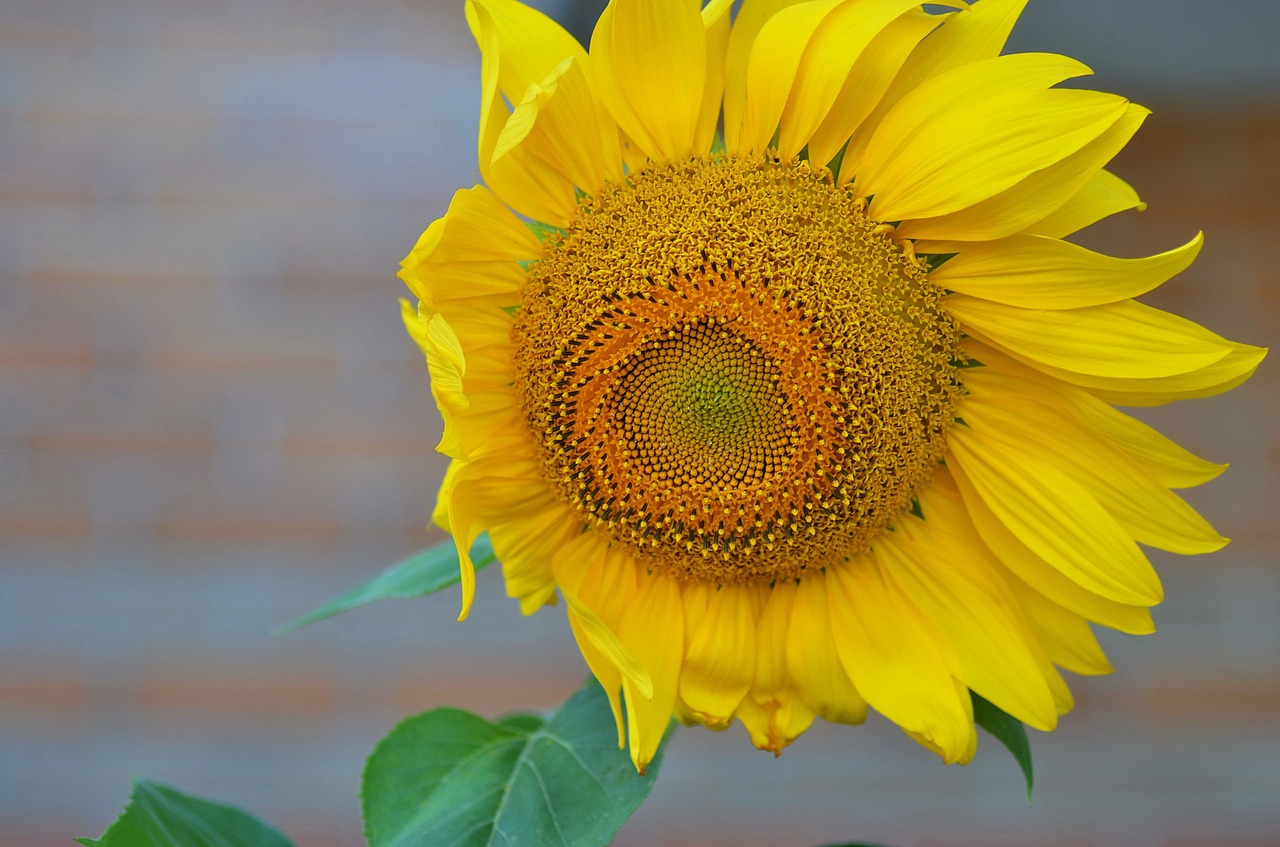 sunflower summer field free photo