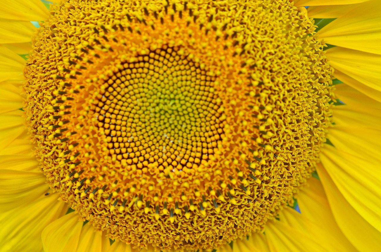 sunflower summer yellow free photo