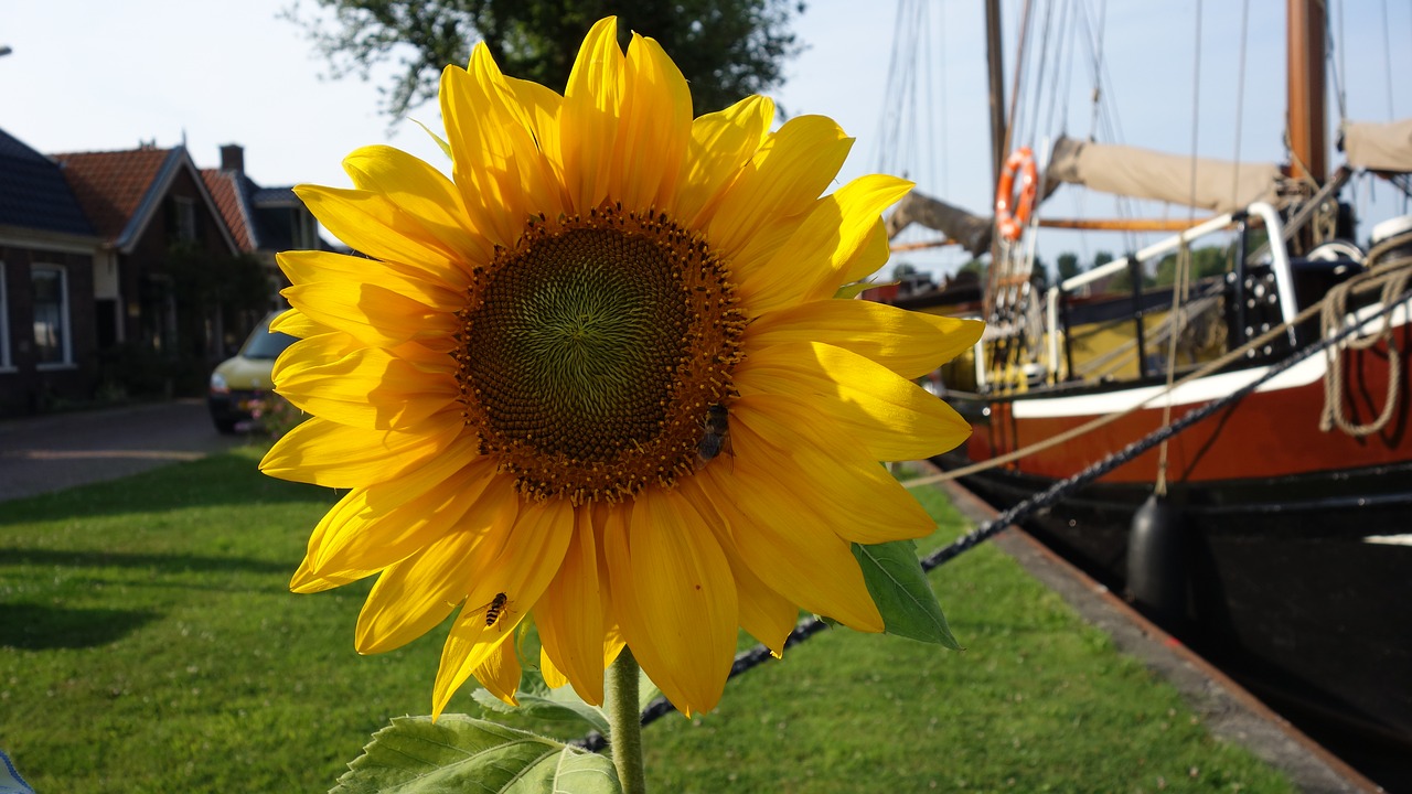 sunflower netherlands flower free photo