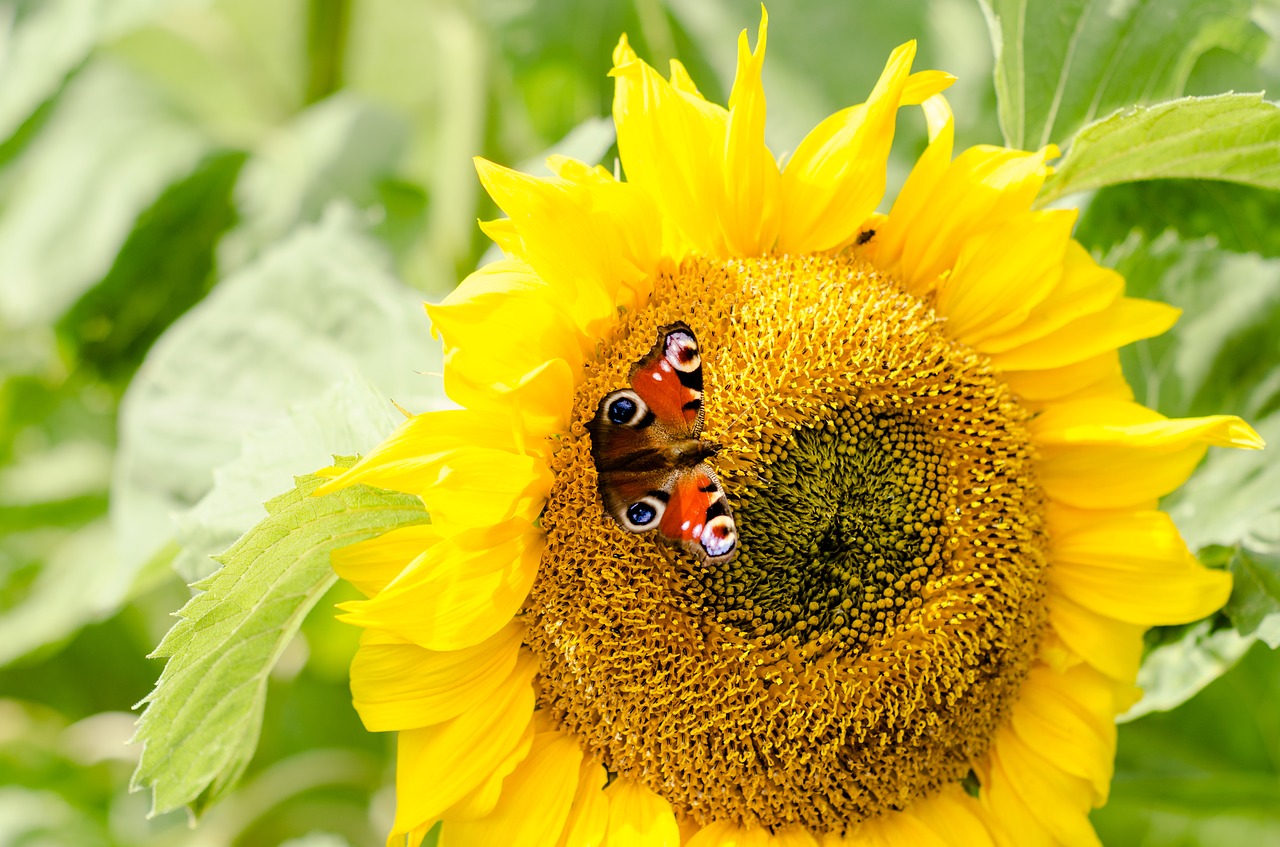 sunflower butterfly yellow free photo