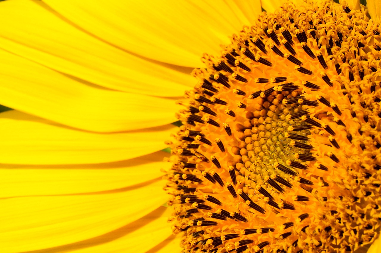 sunflower yellow pretty free photo