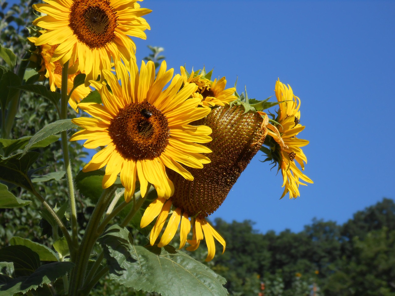 sunflower autumn yellow flower free photo