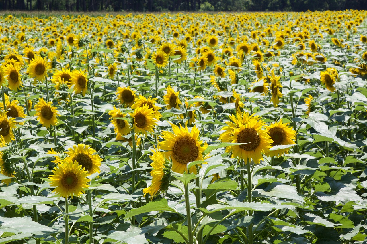 sunflower flower pretty free photo