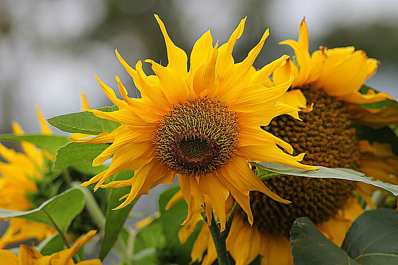 sunflower helianthus floral free photo