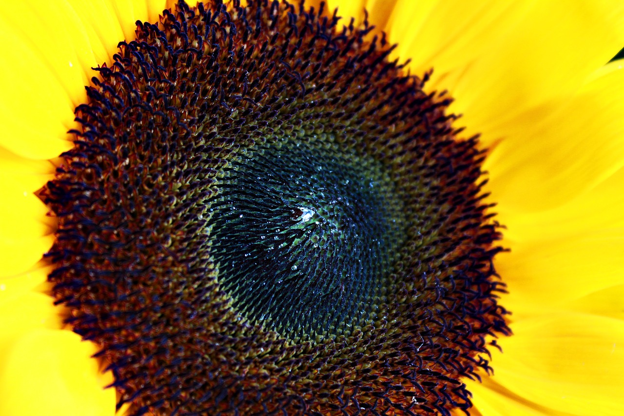 sunflower nature yellow free photo