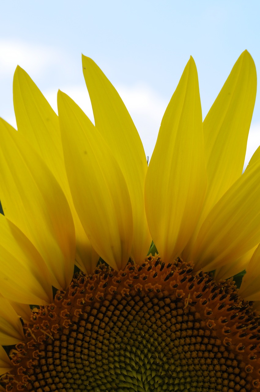 sunflower sunlight nature free photo