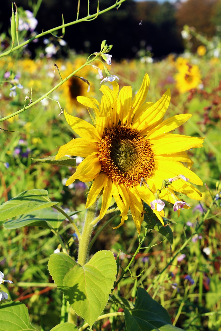 sunflower sunflower field yellow free photo
