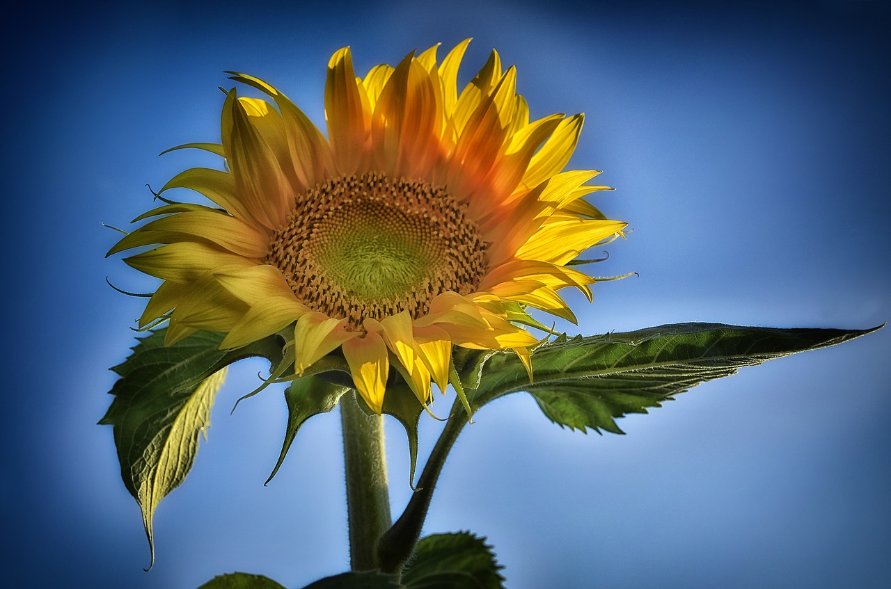 sunflower plant flower free photo