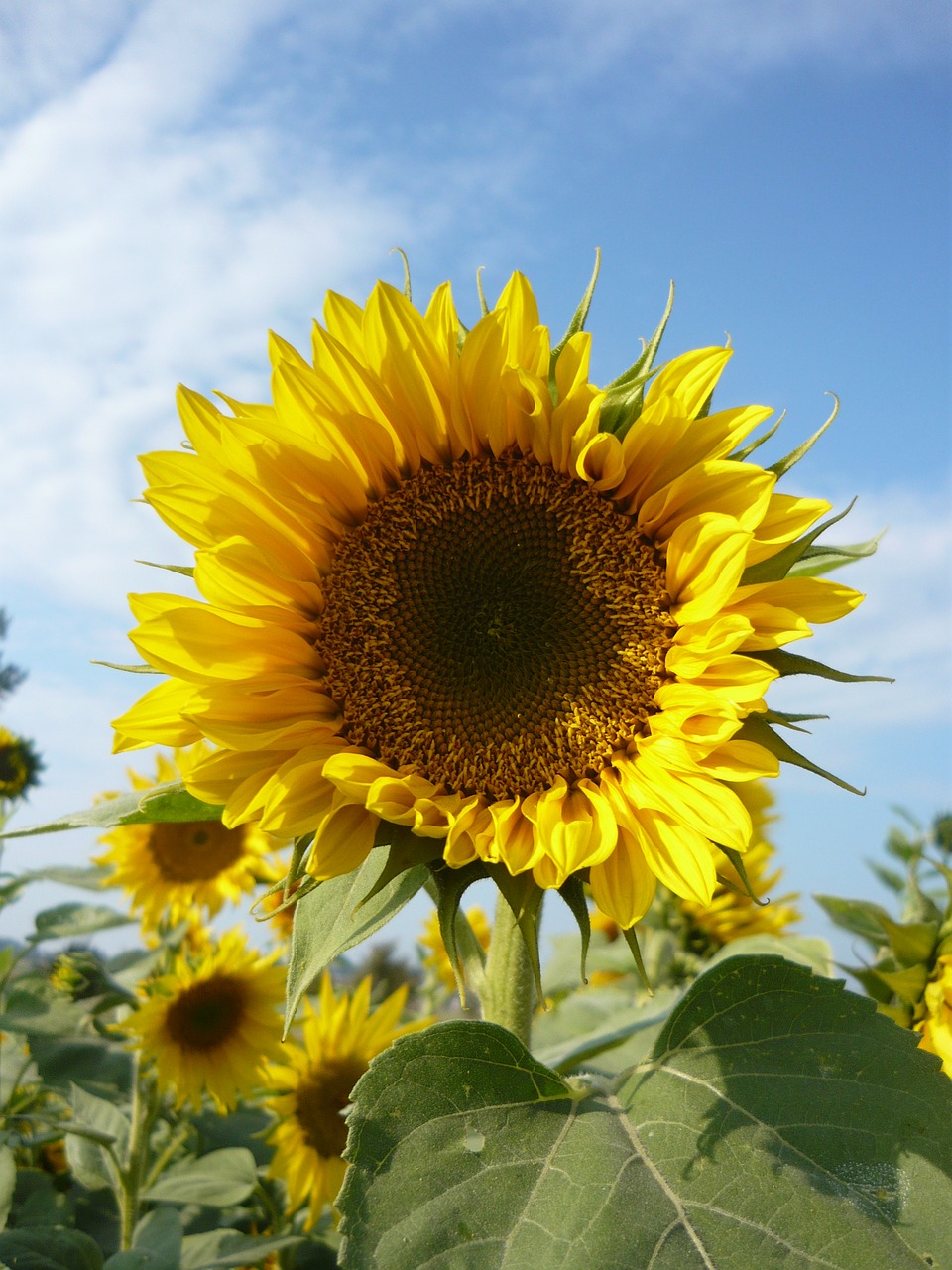 sunflower autumn sky free photo