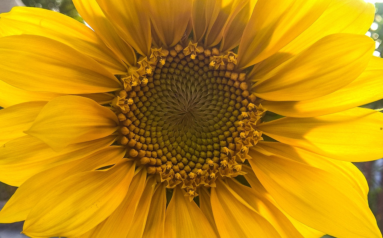 sunflower yellow flower free photo