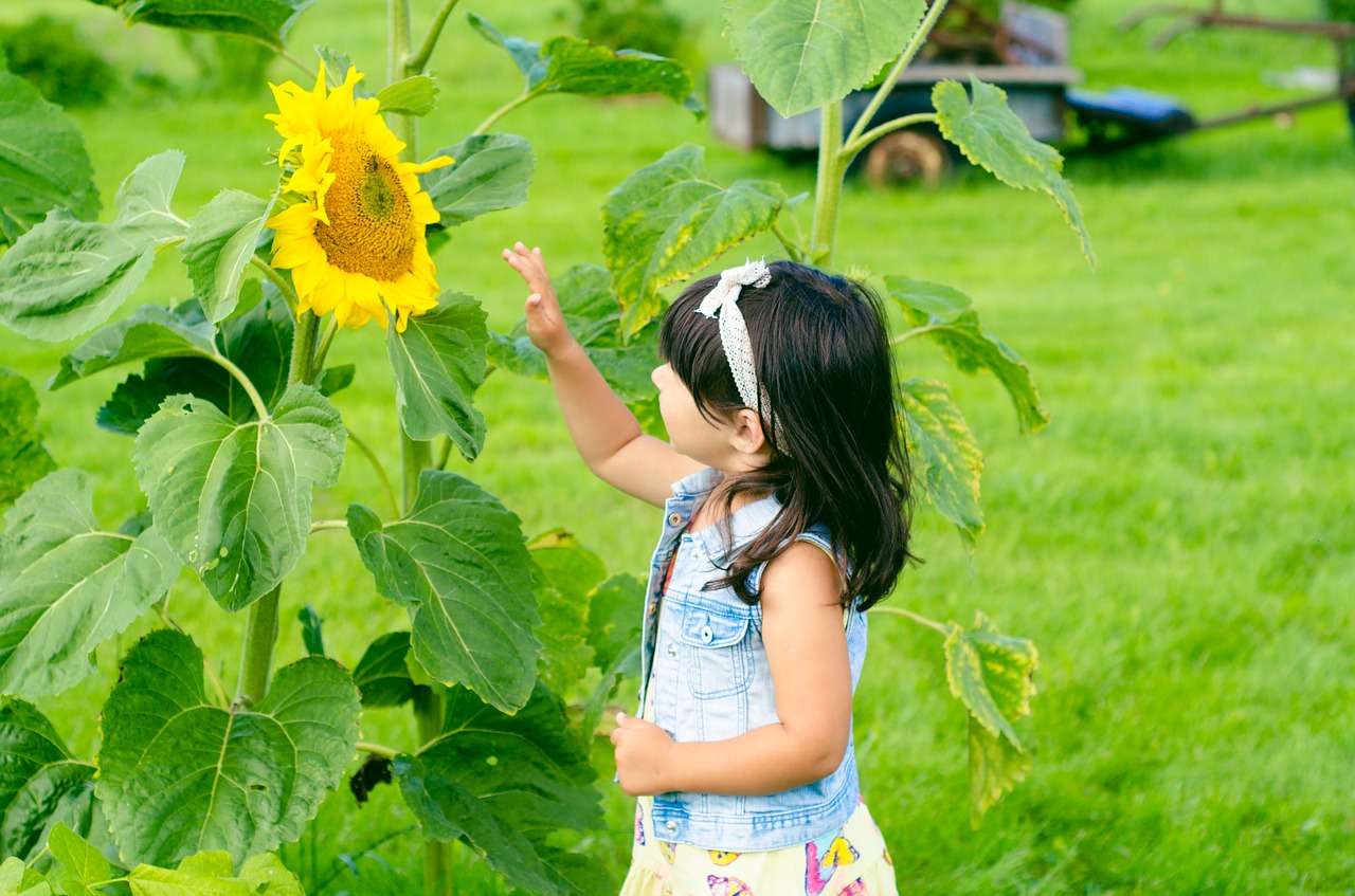 sunflower girl summer free photo