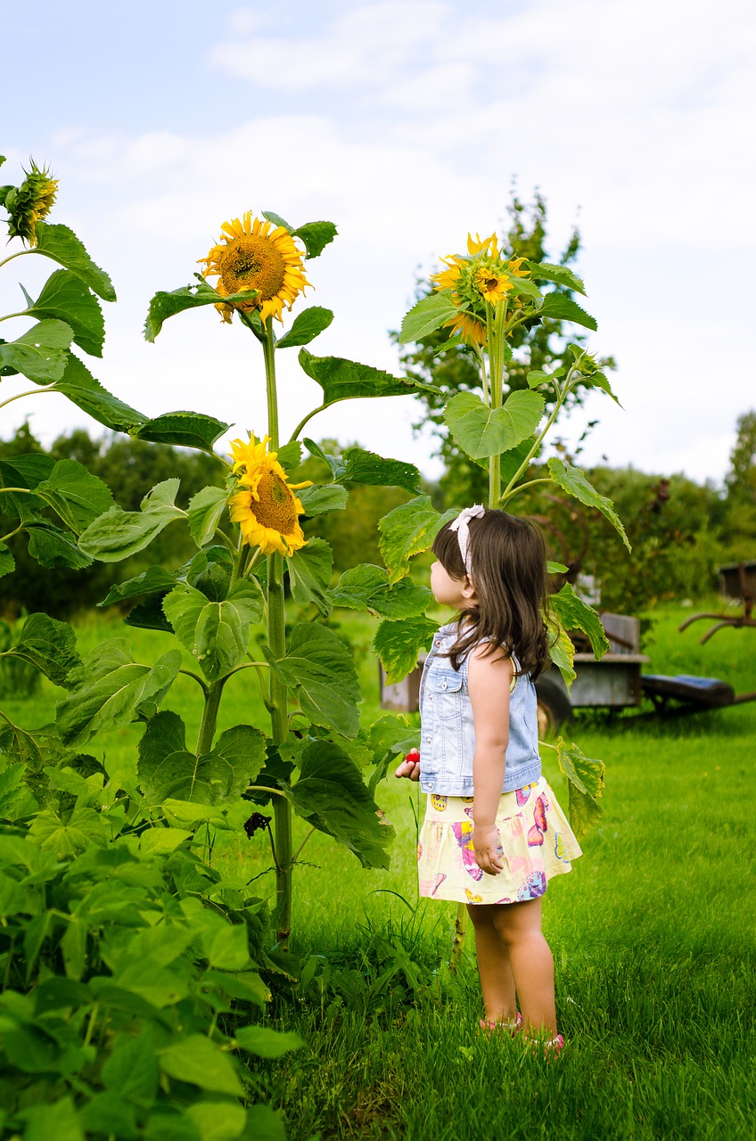 sunflower countryside yellow free photo