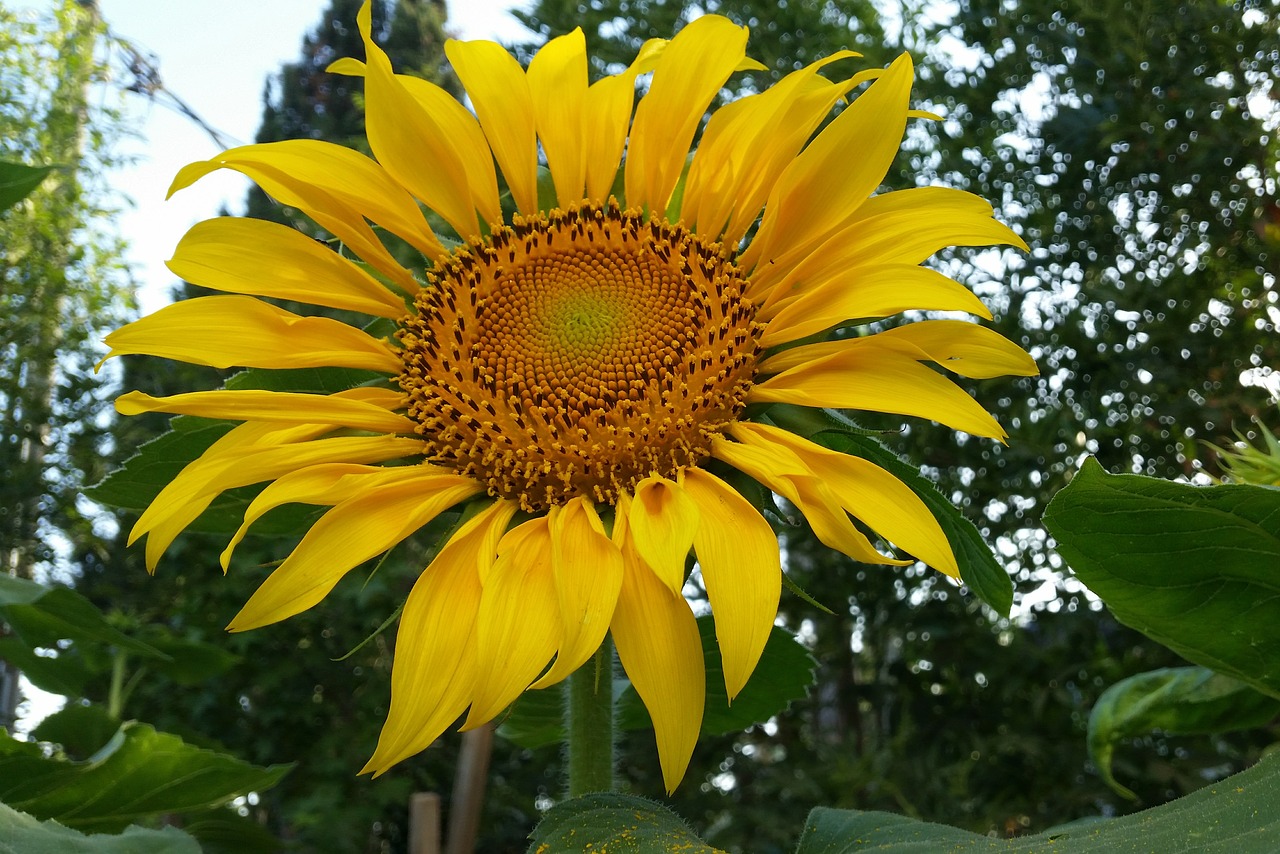 sunflower flower spring free photo