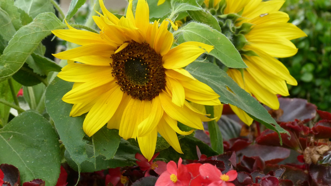 sunflower flowers yellow free photo