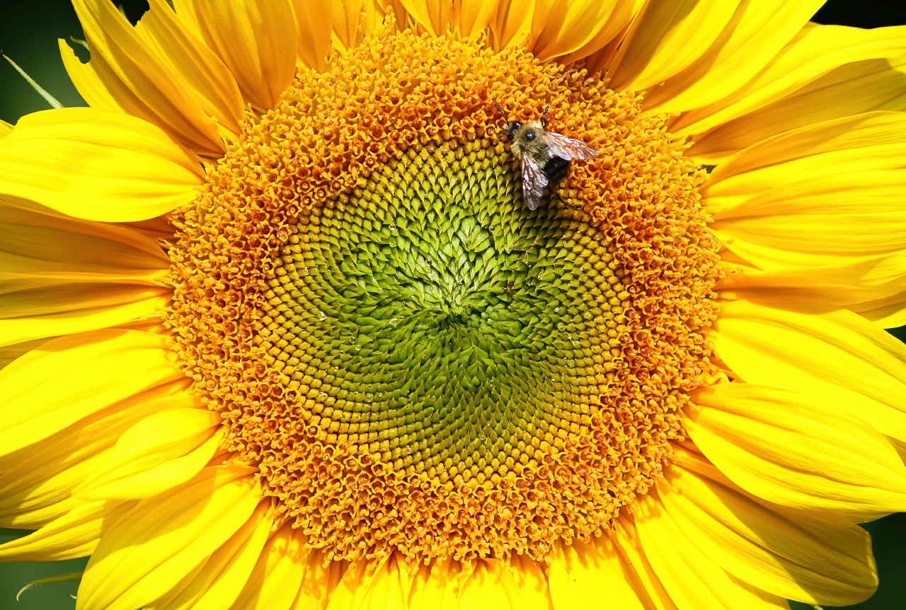 sunflower flower nature free photo