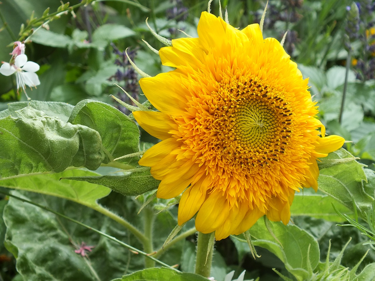 sunflower summer flowers garden free photo