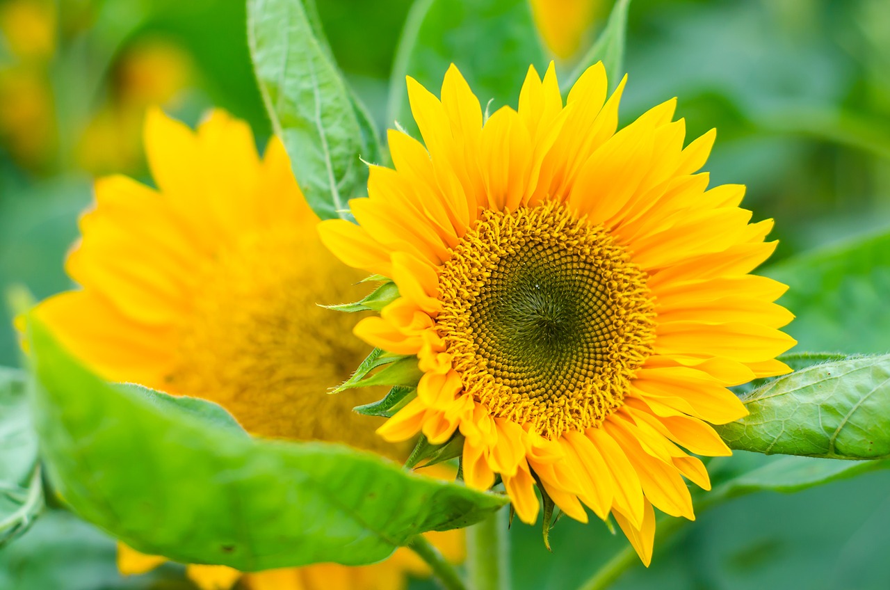 sunflower yellow plant free photo