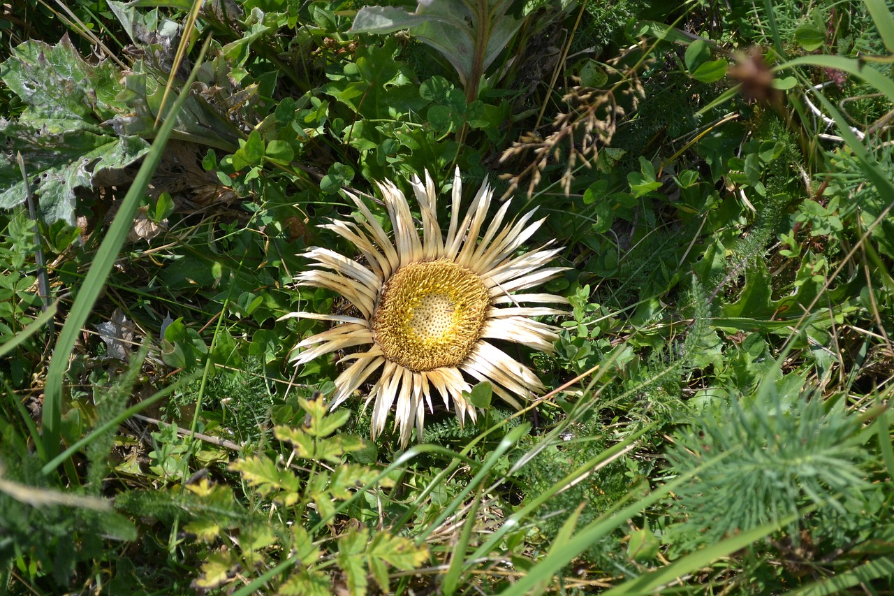 sunflower dead flower flower free photo