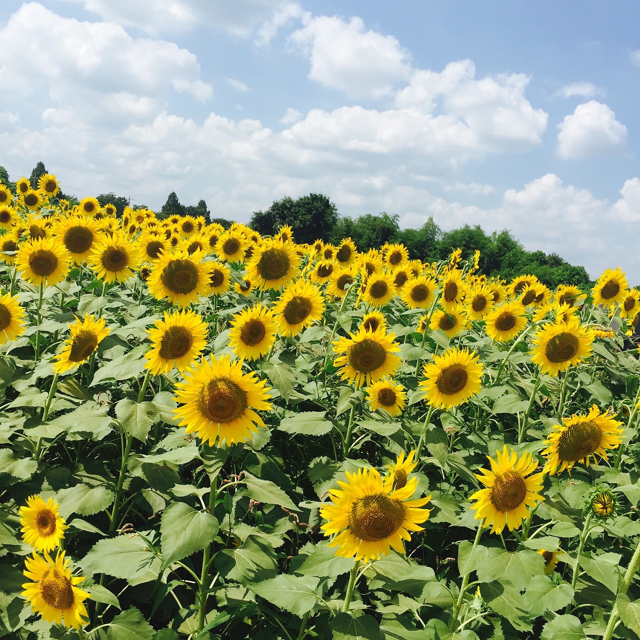 sunflower yellow blue sky fields free photo