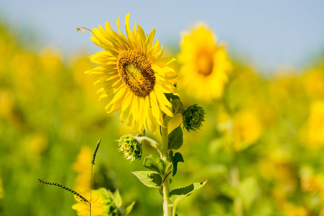 sunflower nature yellow free photo