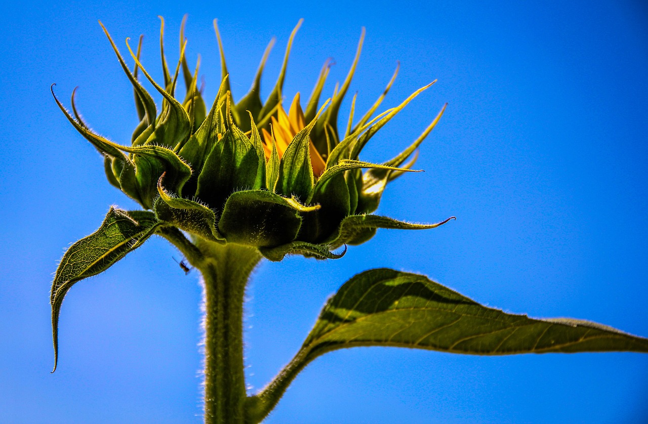 sunflower sky macro free photo