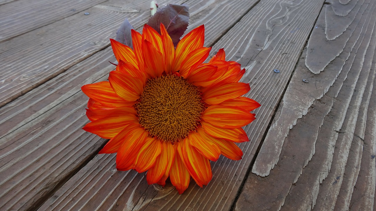 sunflower autumn flower free photo