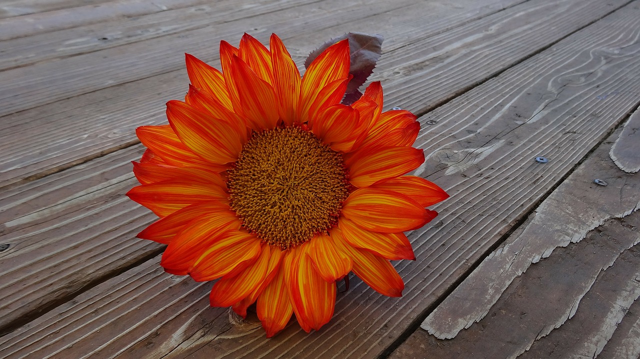 sunflower autumn flower free photo