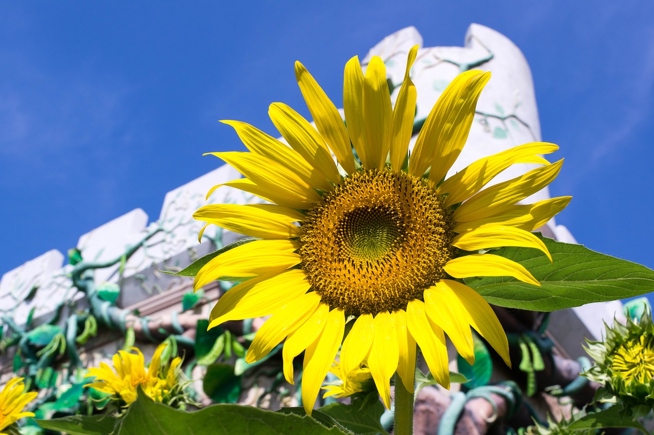 sunflower flowers yellow free photo