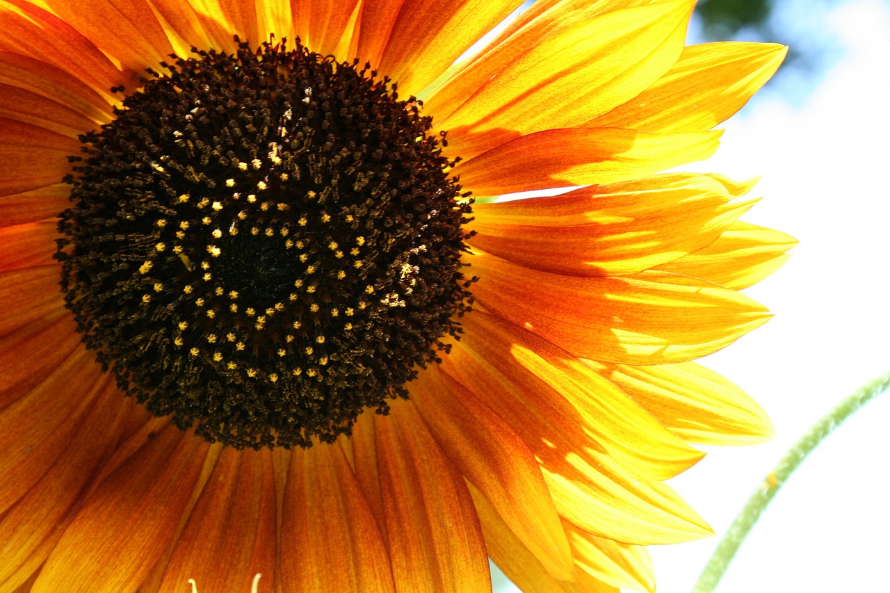 sunflower flower bloom free photo