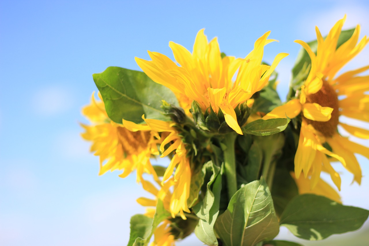 sunflower flower summer free photo