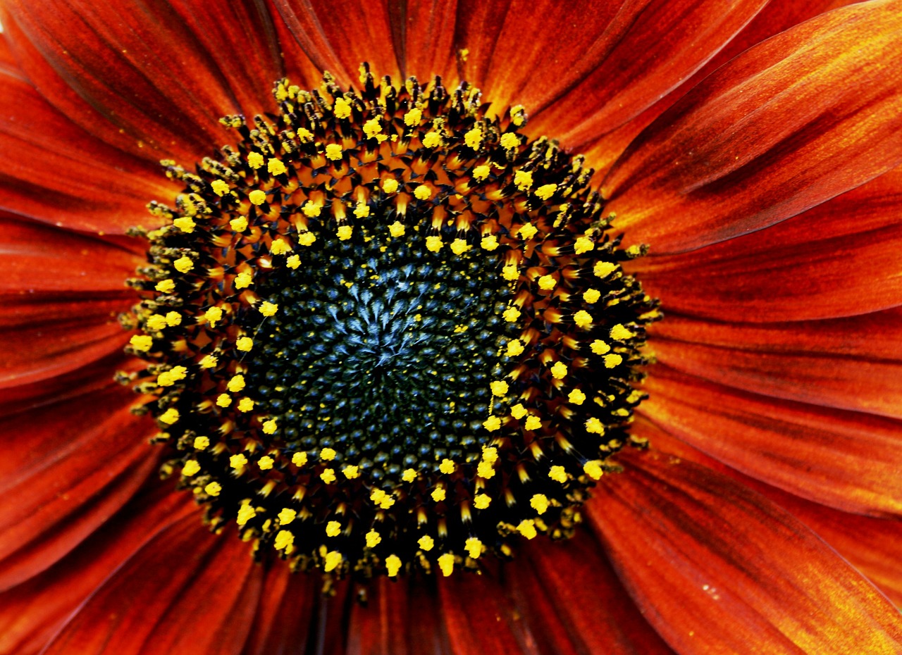 sunflower red orange free photo