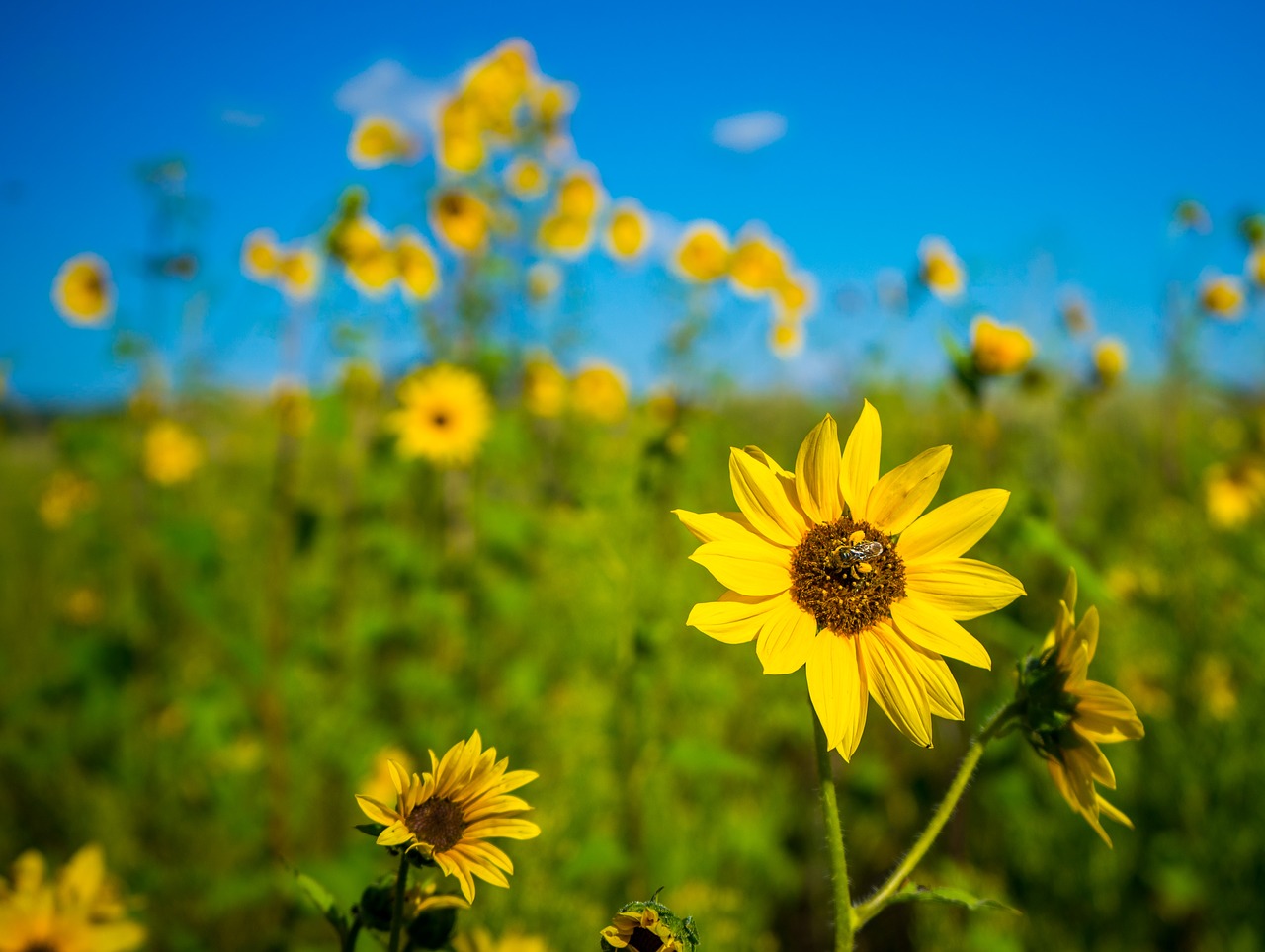 sunflower nature bee free photo