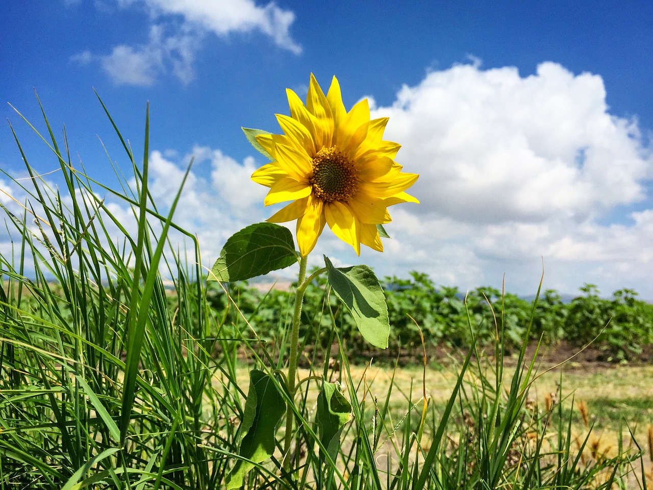 sunflower agriculture environmental free photo