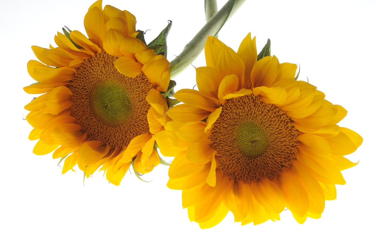 sunflower flower yellow free photo