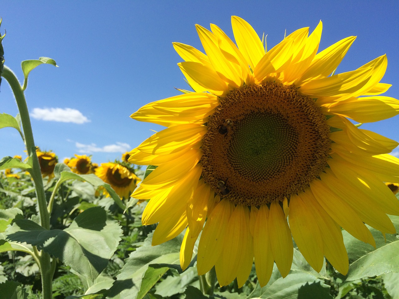 sunflower flowers summer free photo