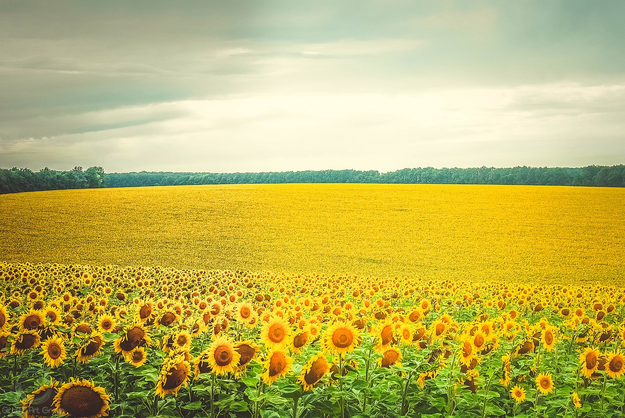 sunflower flowers yellow free photo